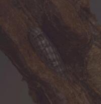 Bucculatrix new species 3 - on Ulmus alata