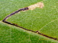 Bucculatrix new species 3 - on Ulmus alata