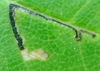 Bucculatrix new species 3 - on Ulmus alata