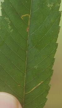 Bucculatrix new species 3 - on Ulmus alata