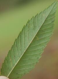 Bucculatrix new species 3 - on Ulmus alata