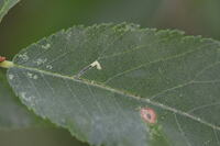 Bucculatrix new species 3 - on Ulmus alata
