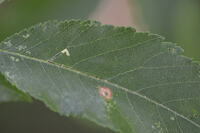Bucculatrix new species 3 - on Ulmus alata