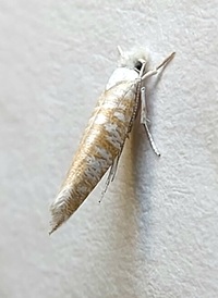 Zelleria retiniella