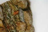 Bucculatrix new species 3 - on Ulmus alata