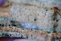 Bucculatrix new species 3 - on Ulmus alata