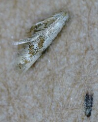 Bucculatrix new species 3 - on Ulmus alata