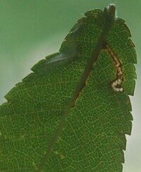 Bucculatrix new species 3 - on Ulmus alata