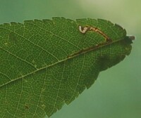 Bucculatrix new species 3 - on Ulmus alata