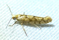 Argyresthia alternatella