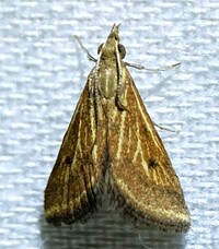 Microtheoris ophionalis
