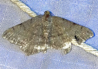Macaria transitaria