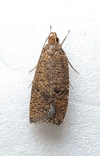 Psilocorsis reflexella
