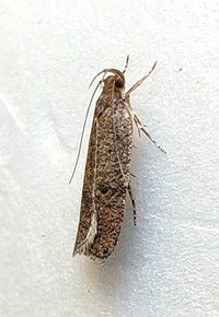 Psilocorsis reflexella