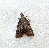 Platynota unidentified species