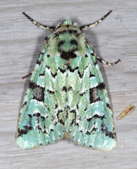 Feralia comstocki