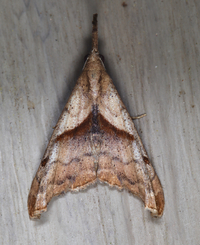 Palthis angulalis