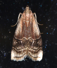 Euzophera semifuneralis