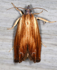 Eucosma umbrastriana