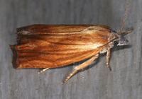 Eucosma umbrastriana