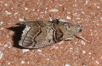 Pococera maritimalis