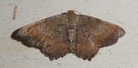 Macaria transitaria