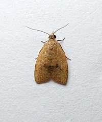 Sparganothoides lentiginosana