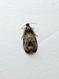 Olethreutes griseoalbana