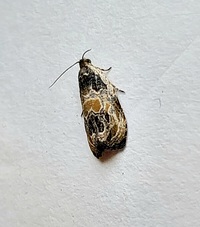 Olethreutes griseoalbana
