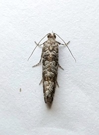 Retinia gemistrigulana