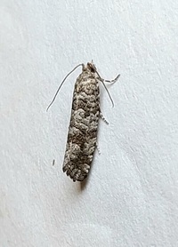 Retinia gemistrigulana