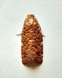 Choristoneura pinus
