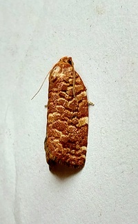 Choristoneura pinus