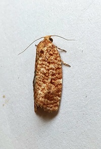 Choristoneura pinus