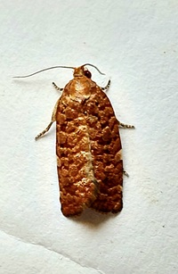 Choristoneura pinus