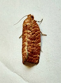 Choristoneura pinus