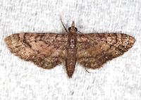 Eupithecia palpata