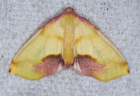 Plagodis serinaria