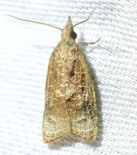 Platynota unidentified species