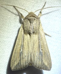 Leucania phragmitidicola