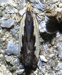 Dichomeris xanthoa