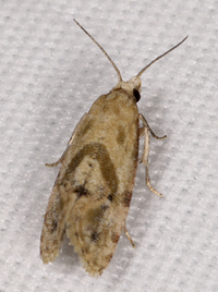 Platphalonidia unidentified species