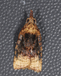 Platynota flavedana