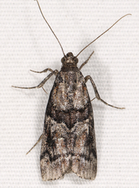 Dioryctria clarioralis