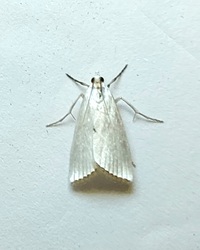 Urola nivalis
