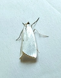 Urola nivalis