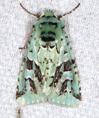 Feralia comstocki