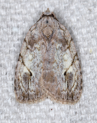 Balsa labecula