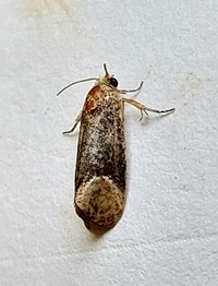 Paralobesia cyclopiana