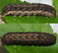 Metaxaglaea viatica